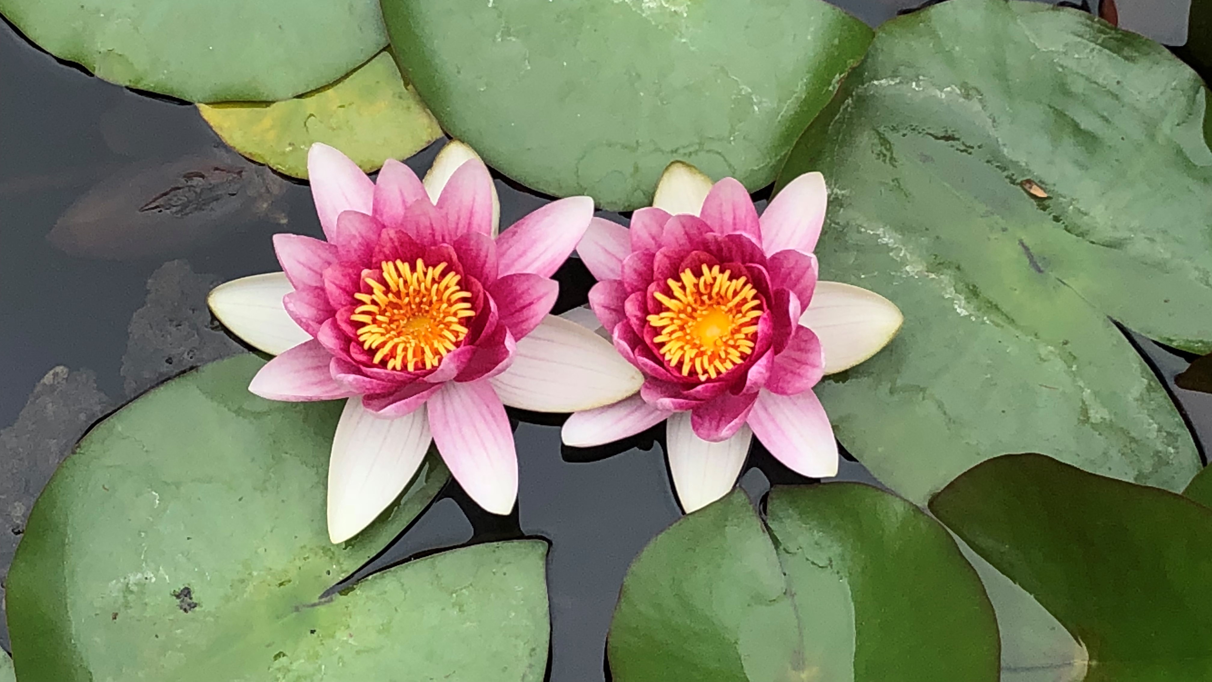 Two lotus flowers on a lilly pad in water.